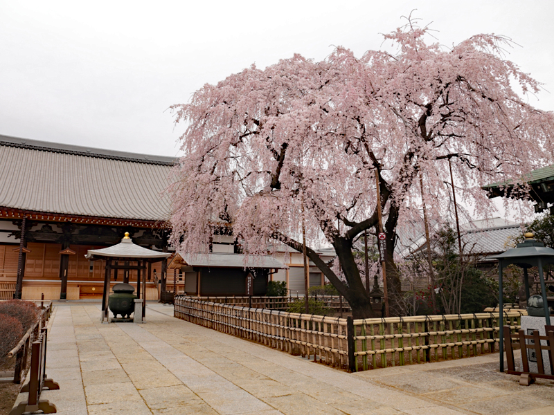 円乗院の千代桜